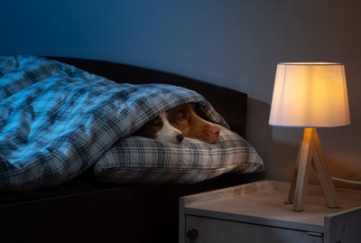 ベッドに潜って寝る犬
