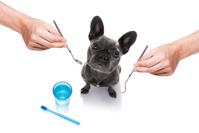 歯科検診する犬