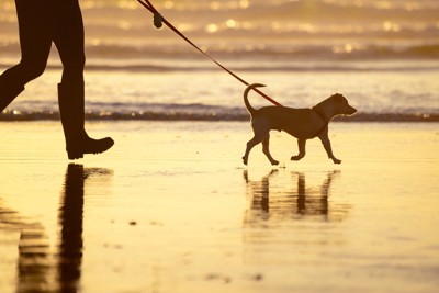 夕方の浜辺を散歩する犬