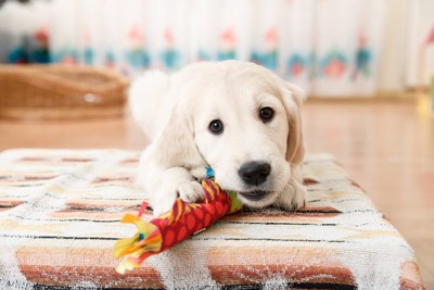 おもちゃを噛むラブラドールの子犬