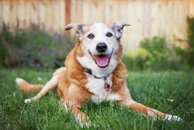芝生に伏せる笑顔のシニア犬