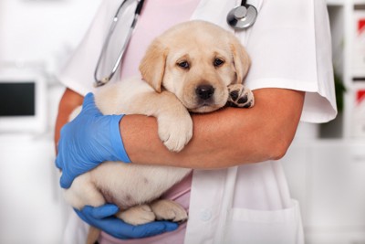 獣医に抱かれる子犬のラブラドールレトリバー