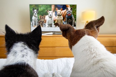 テレビを見る犬
