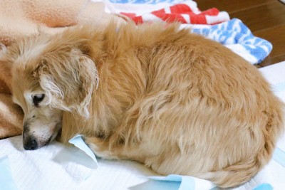 トイレシーツの上で寝る犬