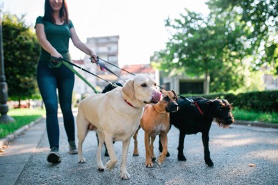 散歩代行サービスで散歩する犬たち