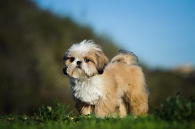 芝生に立つシーズーの子犬