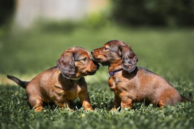 草むらで戯れる２匹のカニンヘンダックスフンドの幼犬