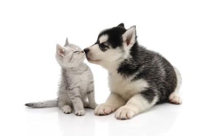 キスをしている子犬と猫