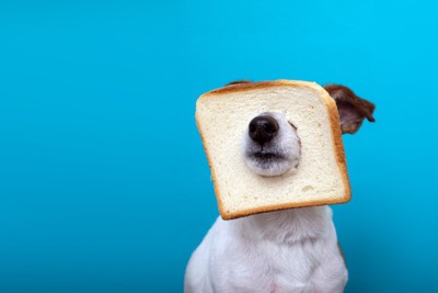 食パンに顔を突っ込む犬