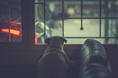 窓から外を見る犬の後ろ姿