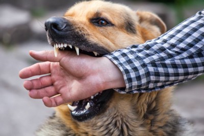 人の手を噛む犬