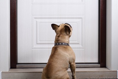 ドアの前にいる犬