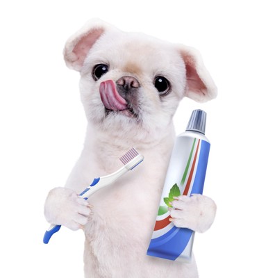歯ブラシを歯磨き粉を持つ犬