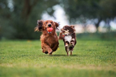 走る2匹の犬