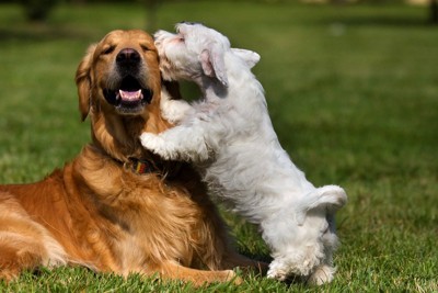 大型犬の顔を舐める小型犬