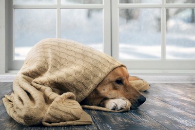 寒い部屋でセーターをかぶる犬