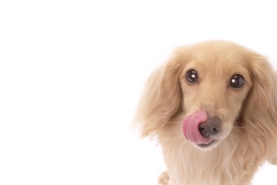 舌なめずりをして食事の催促をしている犬