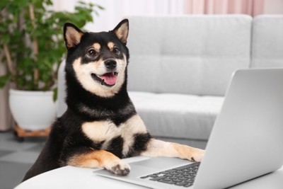 パソコンの前の犬
