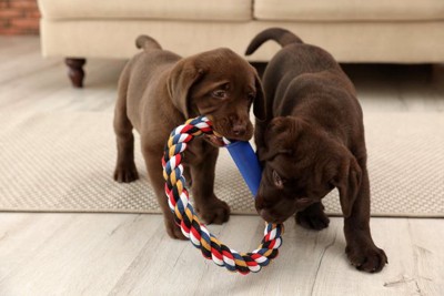 リング状のおもちゃで遊ぶ2頭の子犬