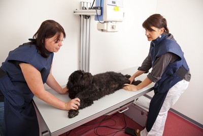 病院でレントゲンを撮影する犬