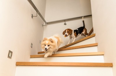 階段を下りる二頭の犬