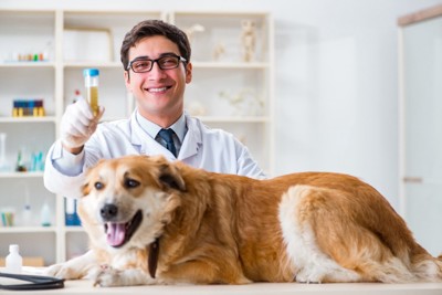 犬の採尿をする獣医師