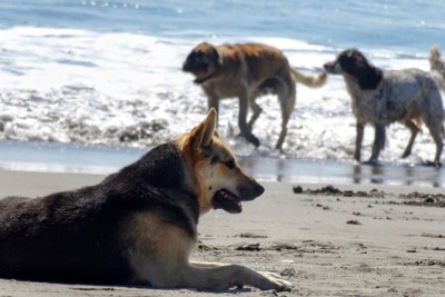 海辺で遊んでいる2匹の犬をひとりで眺める犬