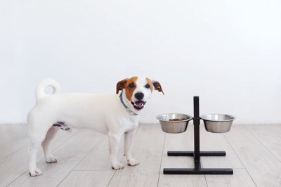 食器台で食事する犬