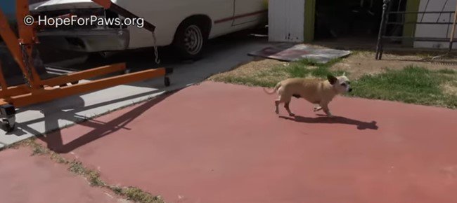 庭を横切る犬