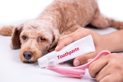 歯磨き粉と歯ブラシを前に嫌そうな顔をする犬