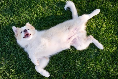 芝生の上でお腹を出している犬
