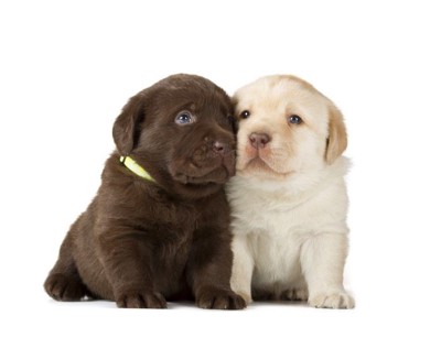 チョコと白の子犬