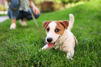 芝生に座る笑顔の犬