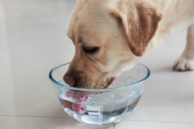 透明なボウルで水を飲む犬
