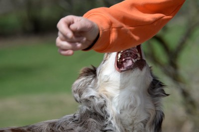 人の腕に歯を向けている犬