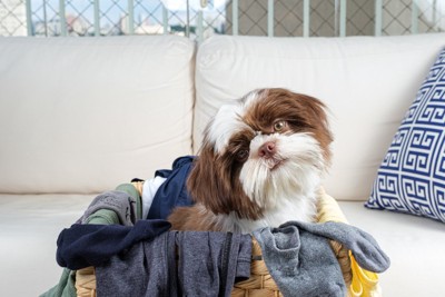 洗濯かごの中に座って首をかしげる犬