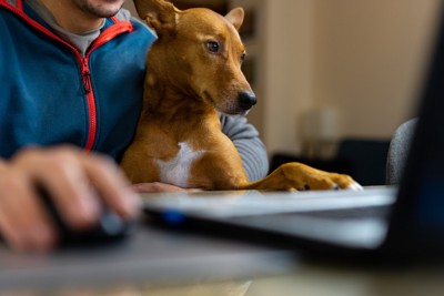 パソコンをしている人と犬