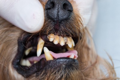 歯石の多い犬の口の中、前歯