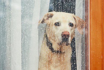 雨の日に窓の外を見つめる犬