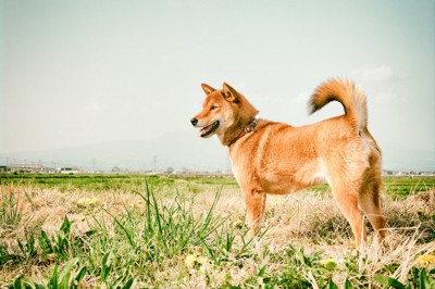 草原の柴犬