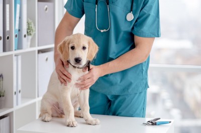 獣医の診察を受けるゴールデンの子犬