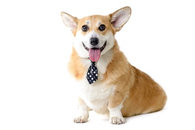 ネクタイをしたコーギー犬