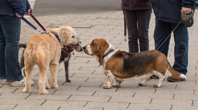 散歩中に出会って挨拶をする犬たち