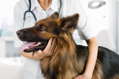 動物病院で診察される犬