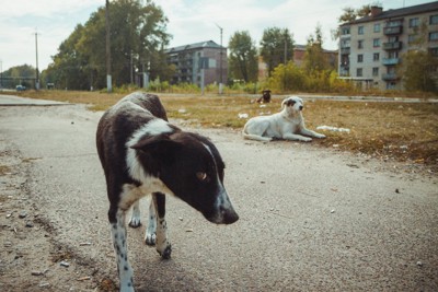 チョルノービリの避難区域の野良犬