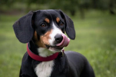 舌をペロッと出している犬
