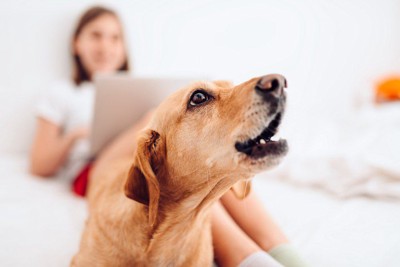 パソコン作業をする女性と吠える犬