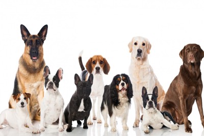 様々な犬種の犬9匹