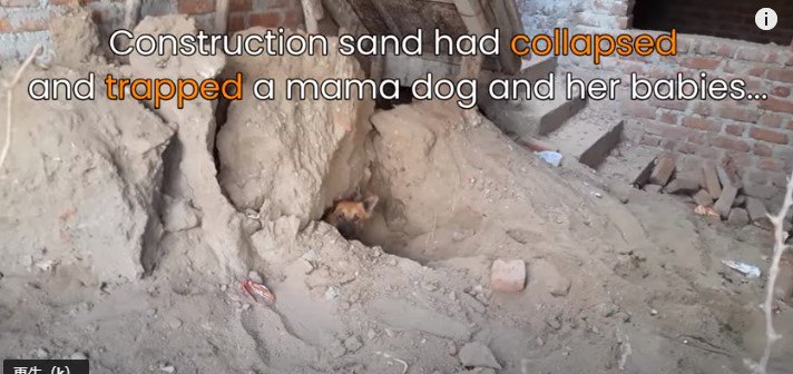砂に埋もれた母犬