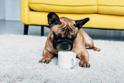 コーヒーカップを見つめる犬